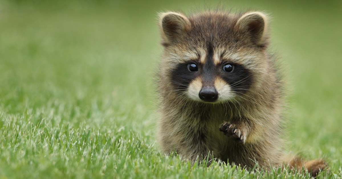 Charleston Lowcountry Wildlife Guide: Which Species Enter Homes and Why