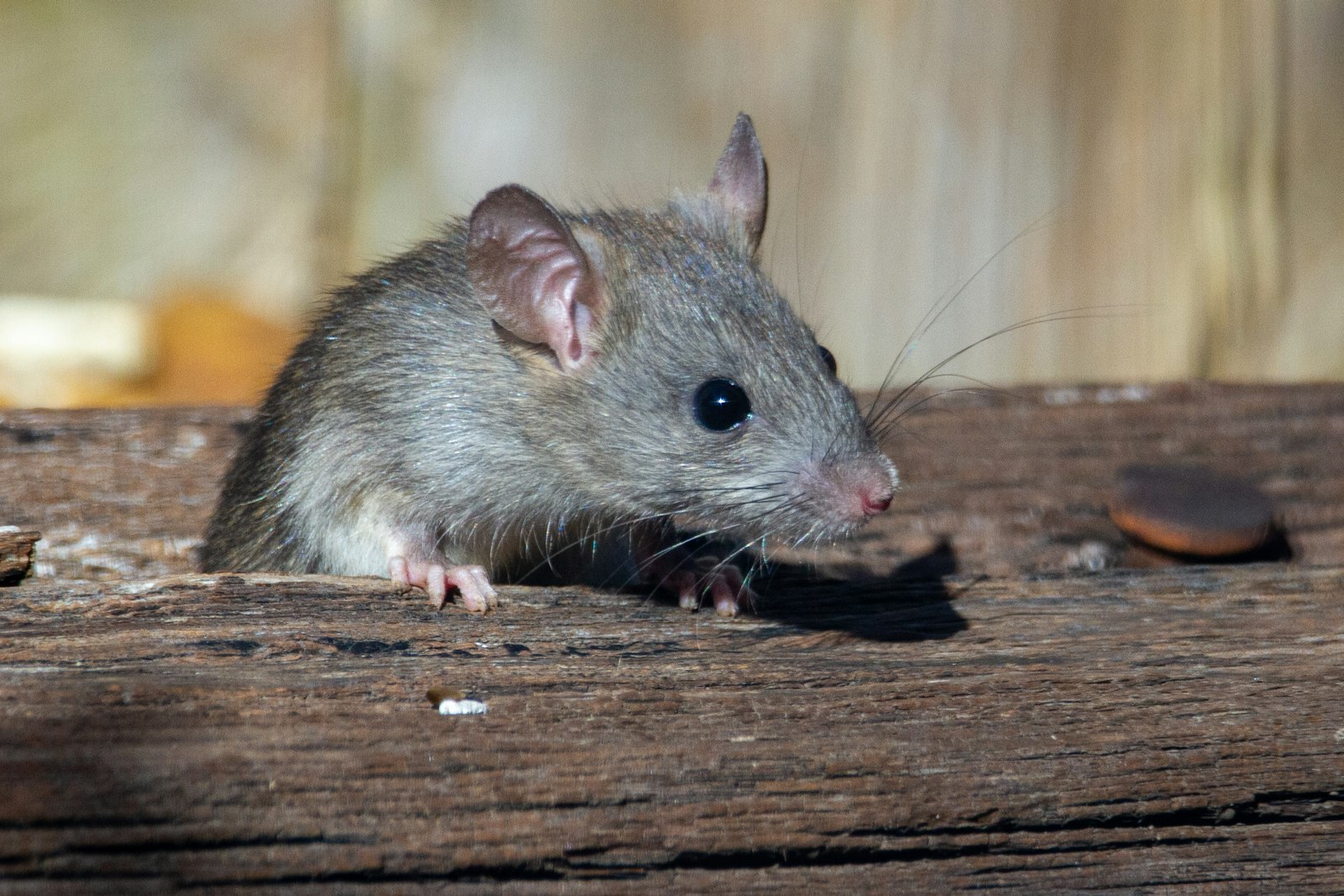 Roof Rats vs Norway Rats in the Lowcountry: How to Tell Them Apart