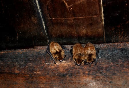 The Dangers of Having a Bat in Your Home