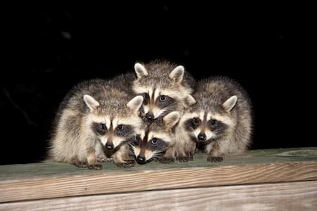 The Hidden Hazards of Raccoons Nesting in Your Attic