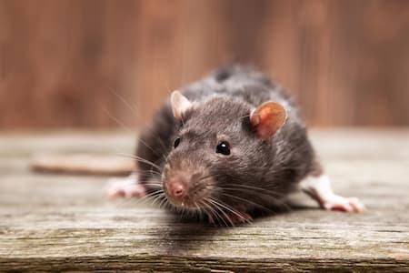 Why Professional Rodent Exclusion Is Worth Every Penny