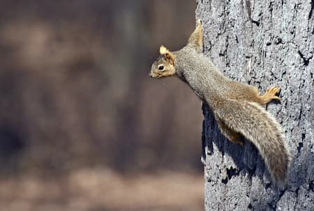 Are Squirrels Wrecking Your Attic? Signs, Dangers & What to Do in Mount Pleasant